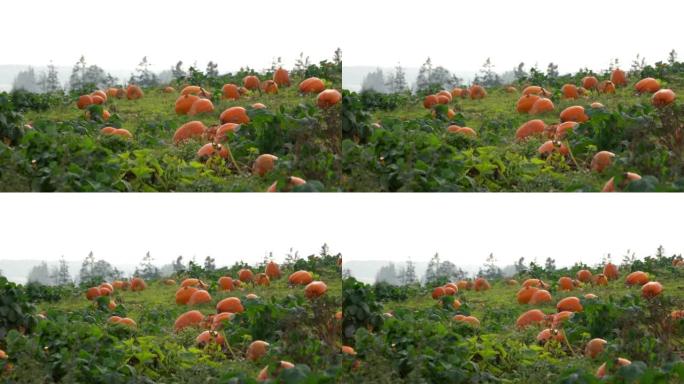菜园上有许多成熟的南瓜。大橙色南瓜生长在绿色的田野上