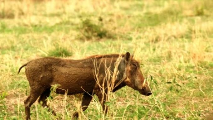 一条疣猪穿过非洲大草原的草原