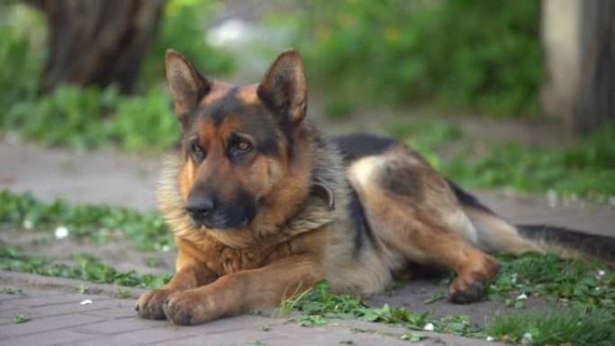 一只德国牧羊犬的特写镜头，有着聪明的眼睛和突出的舌头。