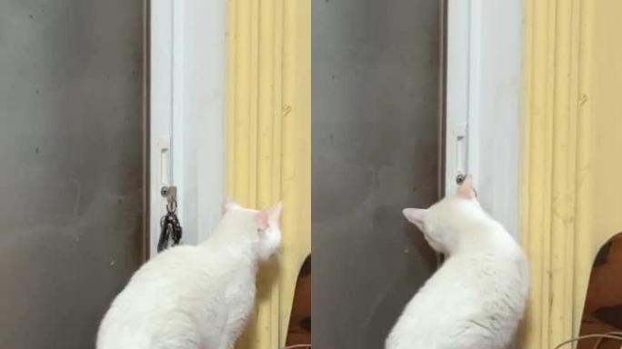 猫试图打开门