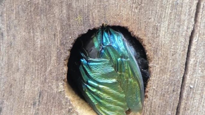 木匠蜜蜂通过钻木头打洞筑巢。