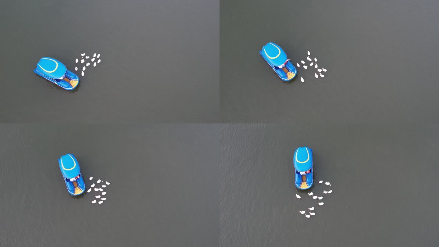 湖中游艇和鹅群丨4K丨原创实拍