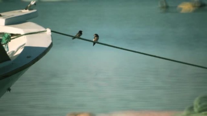 两只燕子鸟栖息在船的绳子上
