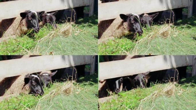 家养的羊在木制围场以草为食。农村的农村生活。在农场饲养动物。
