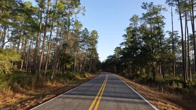 沿着道路边缘有橡木树冠的松树林直路的驾驶员视野