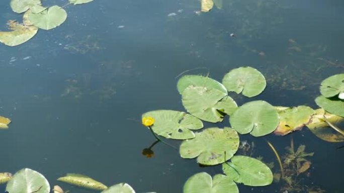 盛开的睡莲。河上开花的睡莲黄。黄体。湖上夏天的睡莲开花。