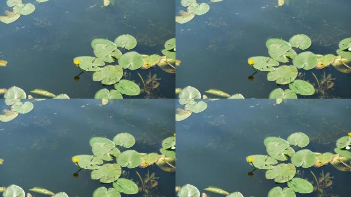 盛开的睡莲。河上开花的睡莲黄。黄体。湖上夏天的睡莲开花。