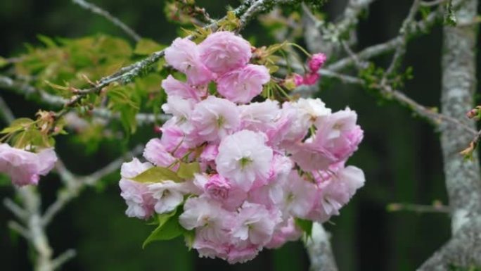 双花樱花盛开，白色和粉红色的花瓣。