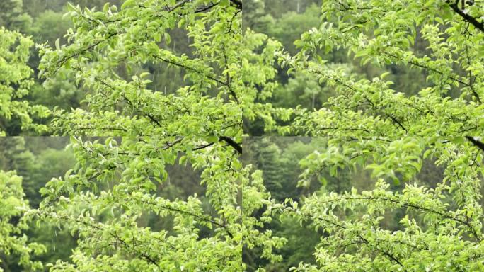 雨滴从树的绿色树枝上落下，赋予生命的水分。