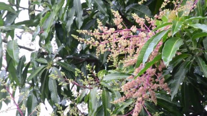 在巴西里约热内卢市的一个雨天，芒果树 (Mangifera indica) 在开花中有机生长，发出美