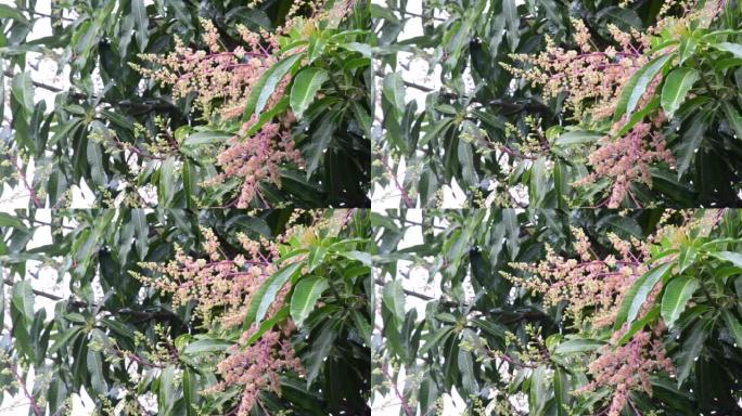 在巴西里约热内卢市的一个雨天，芒果树 (Mangifera indica) 在开花中有机生长，发出美