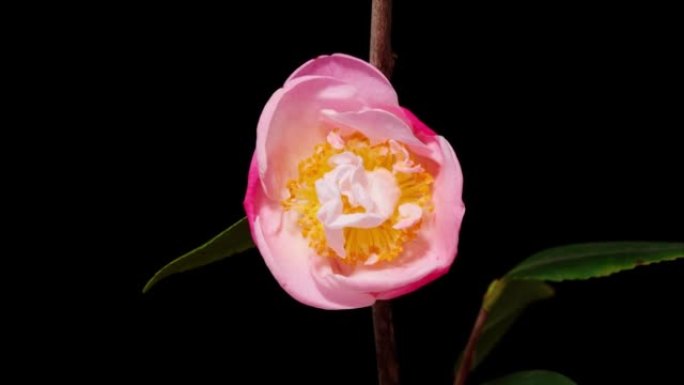 从花蕾到盛开的粉红色山茶花的延时镜头，在黑色背景上隔离特写。