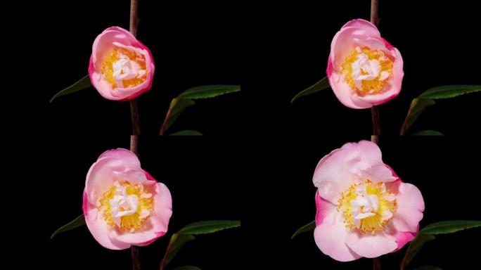 从花蕾到盛开的粉红色山茶花的延时镜头，在黑色背景上隔离特写。