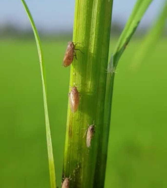 稻飞虱 (Nilaparvata lugens) 攻击水稻幼树。