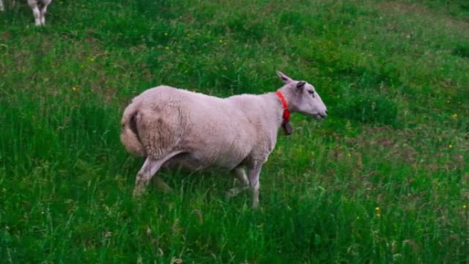 一只羊走过一片绿色的田野。家畜。