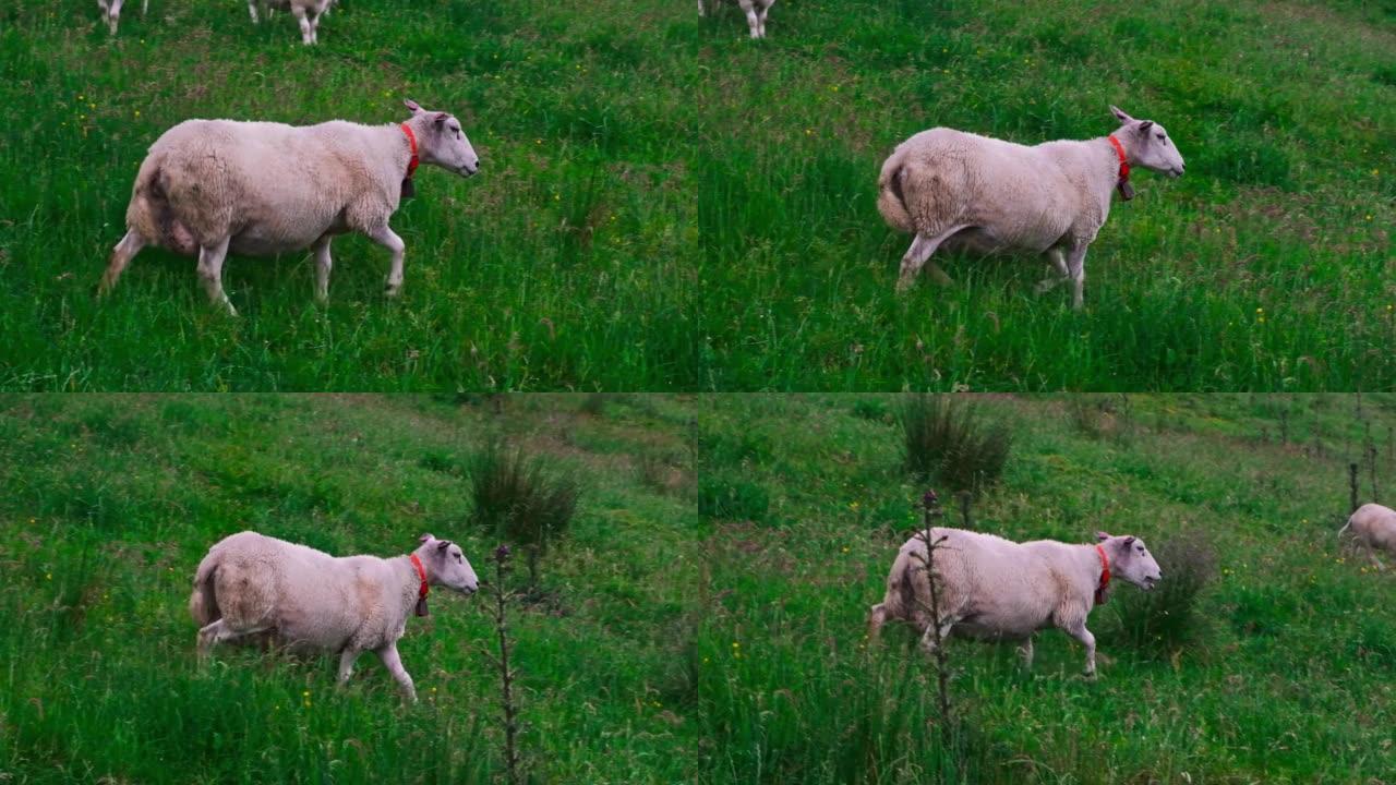 一只羊走过一片绿色的田野。家畜。