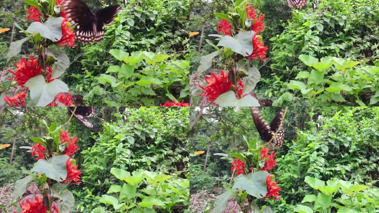 红花上的燕尾蝶，慢动作，录像。