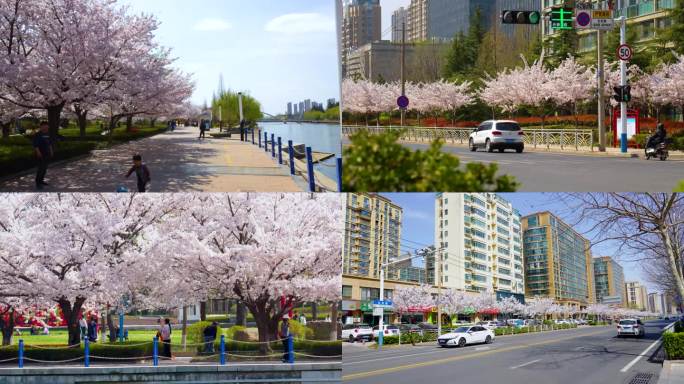 胶州春暖花开，城市环境优美