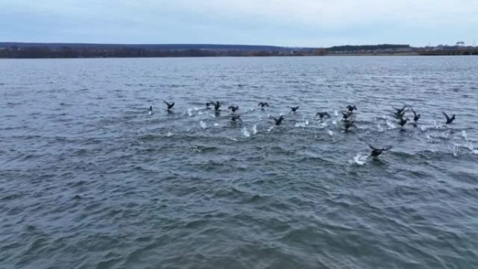 一群黑鸭聚集在湖上。受惊的鸟儿腾空而起，飞离几米远。灰水背景。