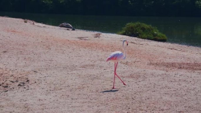 大粉红火烈鸟走在迪拜野生动物保护区的湖前