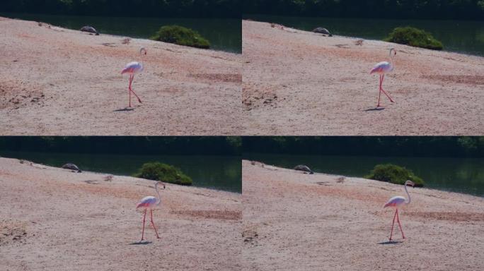 大粉红火烈鸟走在迪拜野生动物保护区的湖前