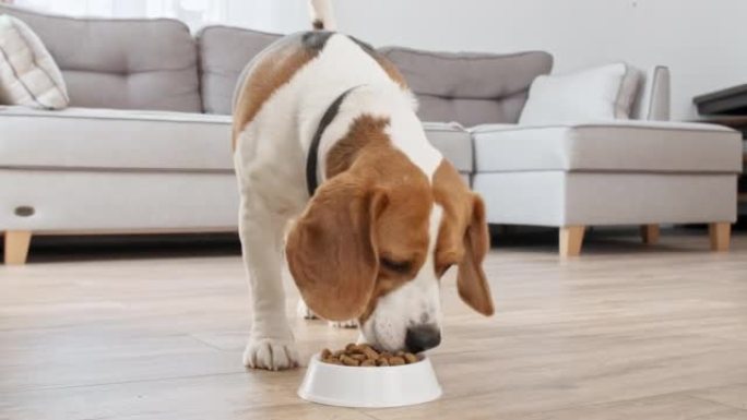 狗比格犬在家吃金属碗中的颗粒。喂养饥饿的狗。慢动作