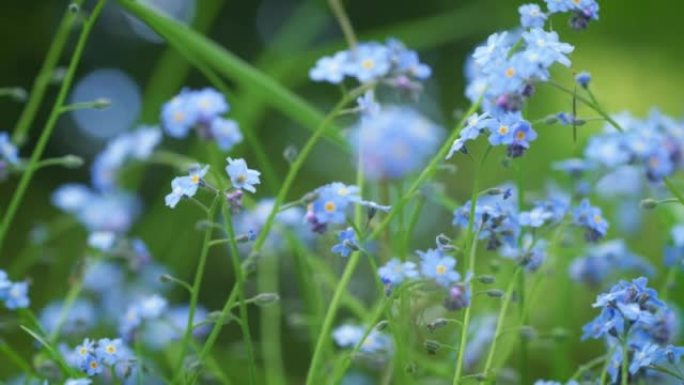 微小的蓝色不要忘记我-Myosotis或蝎子草-绿色草地上生长的花朵，在慢风中移动，特写镜头细节相机