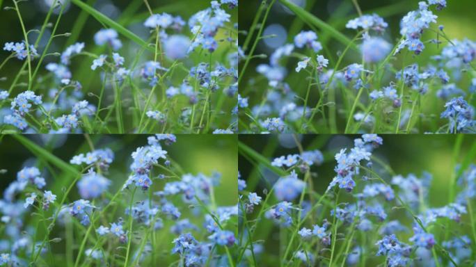 微小的蓝色不要忘记我-Myosotis或蝎子草-绿色草地上生长的花朵，在慢风中移动，特写镜头细节相机