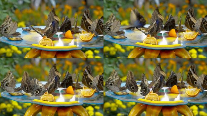 爱沙尼亚的棕色蝴蝶在吃橙子