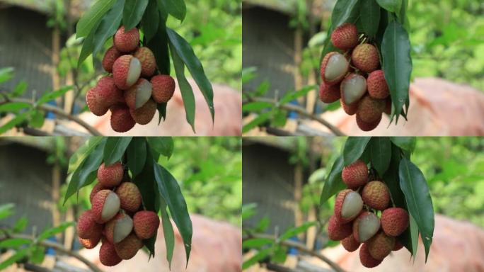 新鲜美味成熟的荔枝水果挂在花园里的荔枝树上