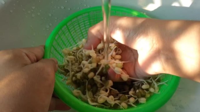 手工清洗绿豆芽