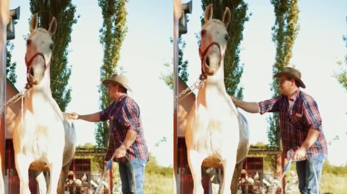 男子在牧场慢动作用水管洗马的垂直镜头