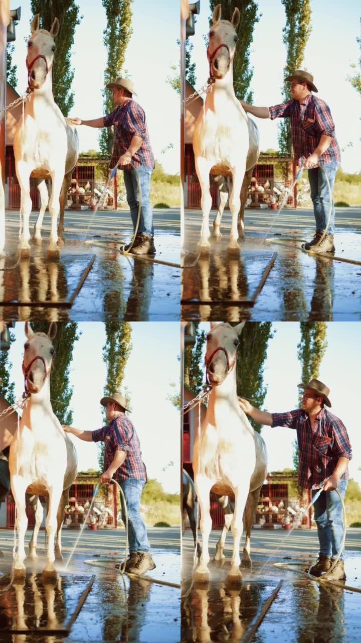 男子在牧场慢动作用水管洗马的垂直镜头
