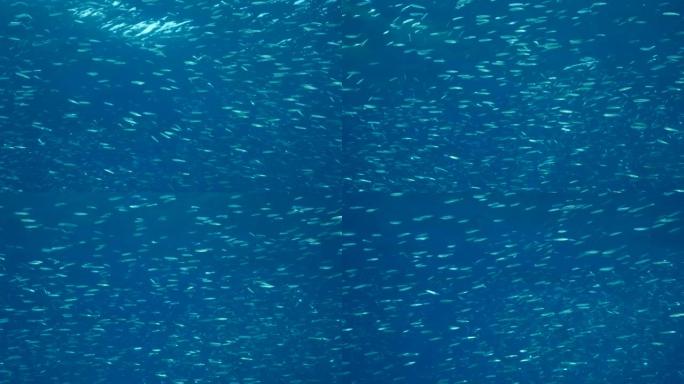 蓝色的大浅滩，精致的圆形鲱鱼或蓝背的浅滩 (Spratelloides delicatulus)。大