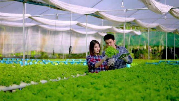 亚洲夫妇农民老板在蔬菜水培农场工作，快乐。年轻的男人和女人通过使用平板电脑检查绿色蔬菜的质量，带着微