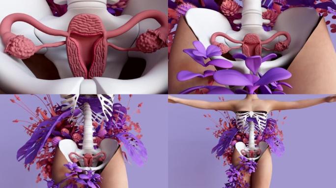 女性生殖系统与子宫，子宫颈，卵巢，输卵管的医学插图。人体解剖学。