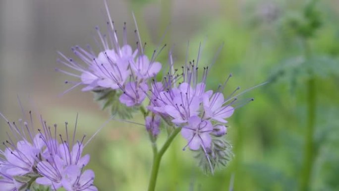 Phacelia tanacetifolia或花边phacelia-绿肥，蓝色花，宏观，特写