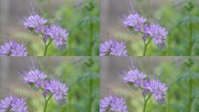 Phacelia tanacetifolia或花边phacelia-绿肥，蓝色花，宏观，特写