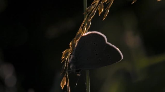 微距摄影中翅膀明亮的蝴蝶。创意。美丽的昆虫，翅膀大，坐在草地上的风景，翅膀上有一个图案，太阳的光线照
