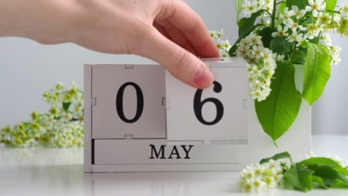 5月6日。女性手在日历上设定日期。春季。白色的立方历在桌上的花。在一个月内更改日期。假日日。日历上的