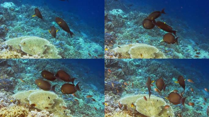 热带珊瑚礁的热带居民。边缘有坚硬的珊瑚和热带鱼。印度尼西亚拉贾安帕特Kri岛