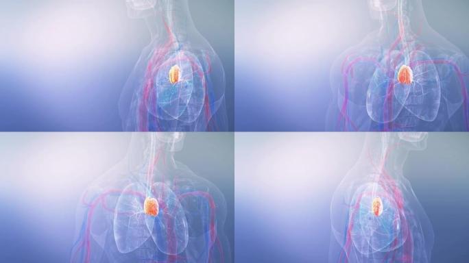 人体胸腺解剖学特效透明人体身体