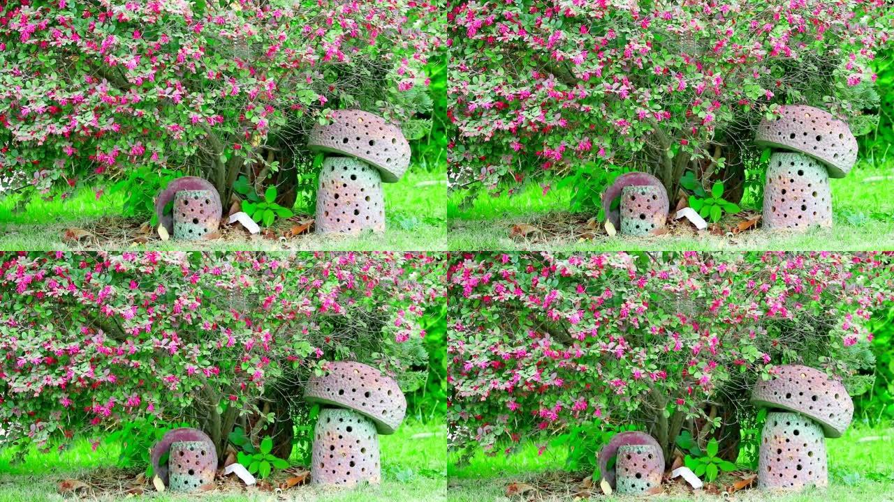 盛开的中国流苏花或中国金缕梅或Loropetalum粉红色花朵。花园里有一个蘑菇物体。放在树的底部