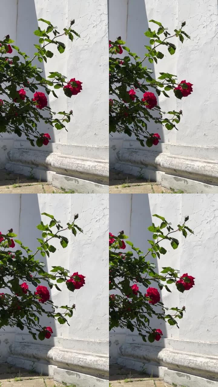 红玫瑰花丛靠在白墙上。