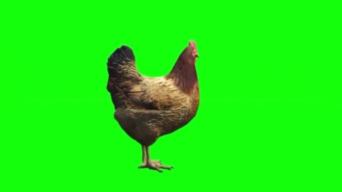 母鸡在绿色屏幕上看