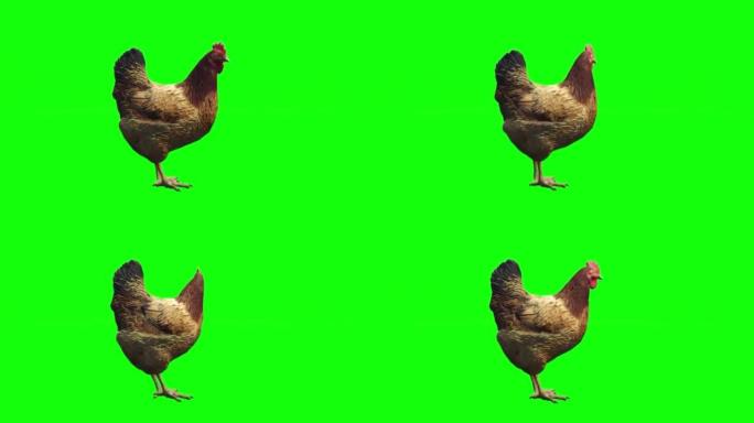 母鸡在绿色屏幕上看