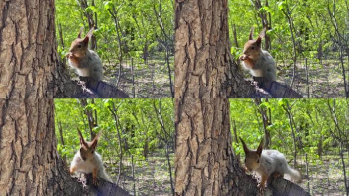 蓬松的红松鼠吃坚果特写。