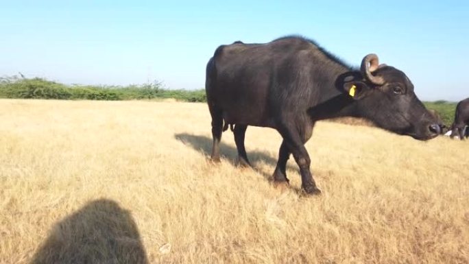 巴基斯坦水牛，亚洲国内水牛在户外吃干草，特写视角水牛