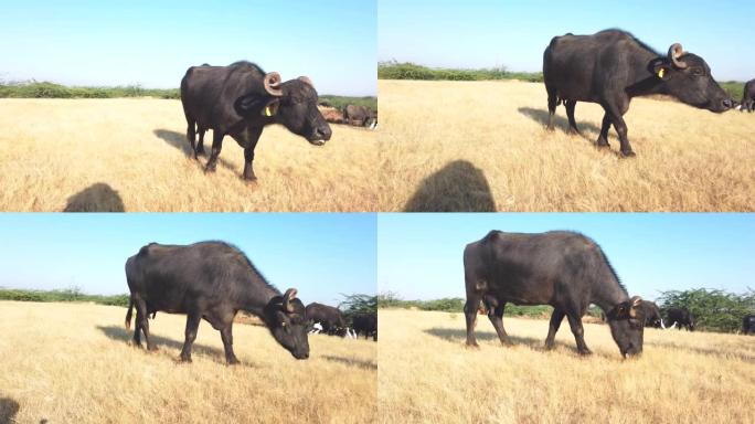 巴基斯坦水牛，亚洲国内水牛在户外吃干草，特写视角水牛