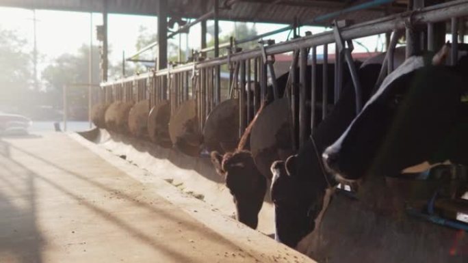 一群在牛奶生产农场进食的奶牛